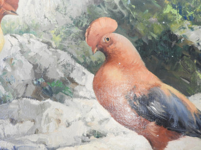 Honoré Camos - Two Guianan Cock-of-the-Rock