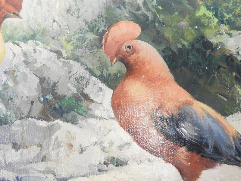 Honoré Camos - Two Guianan Cock-of-the-Rock