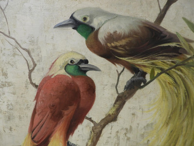 Honoré Camos - Greater Bird of Paradise