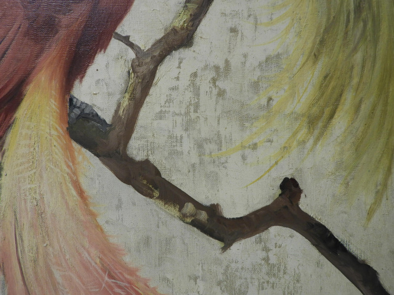 Honoré Camos - Greater Bird of Paradise