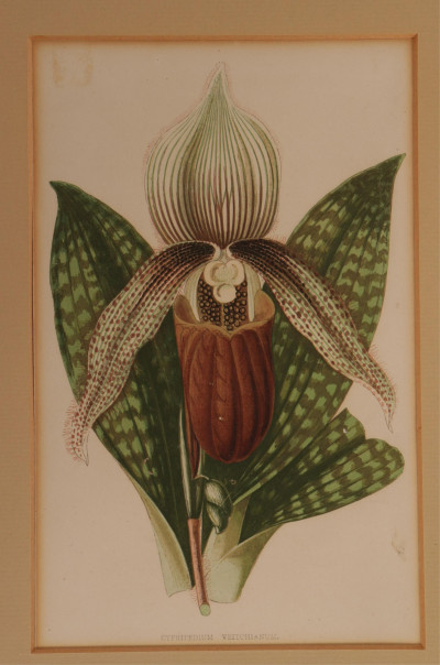 Set of 8 Botanical Studies