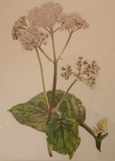 Set of 8 Botanical Studies