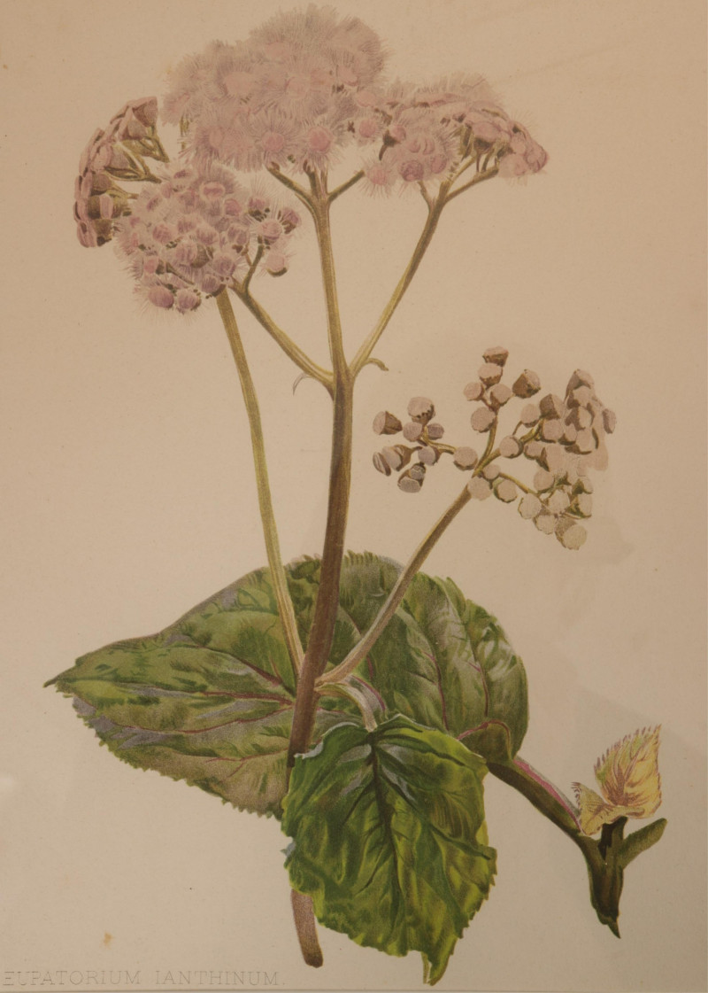 Set of 8 Botanical Studies