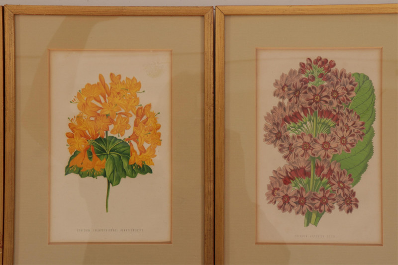 Set of 8 Botanical Studies