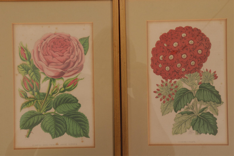 Set of 8 Botanical Studies