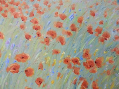 MALVA - Wild Poppies