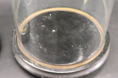 Four Glass Specimen Display Domes