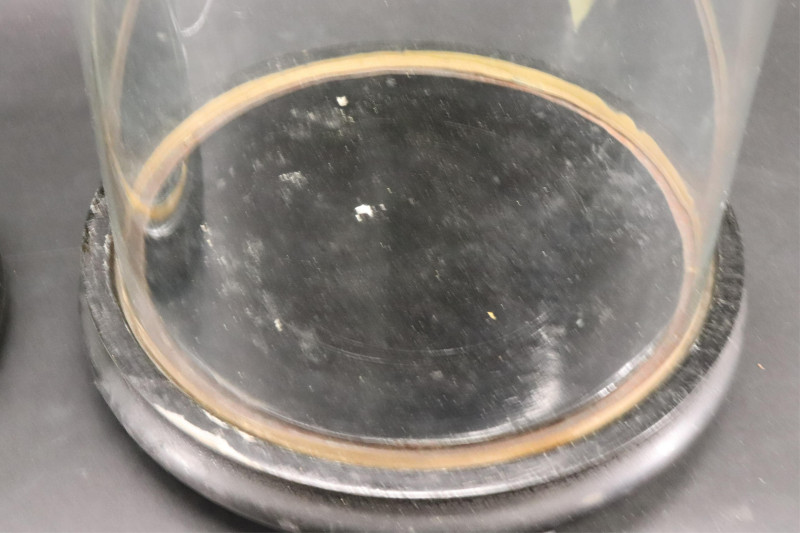 Four Glass Specimen Display Domes