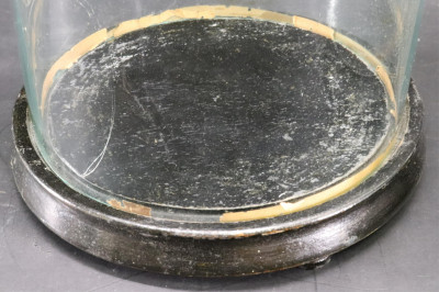 Four Glass Specimen Display Domes