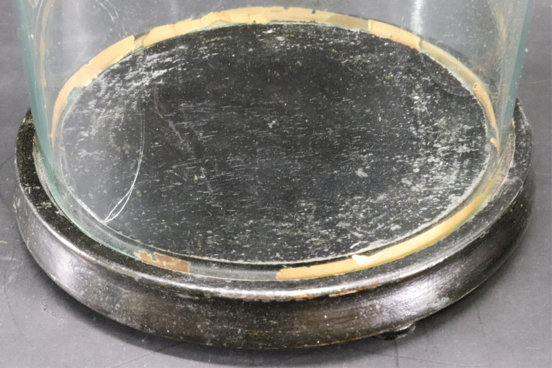 Four Glass Specimen Display Domes