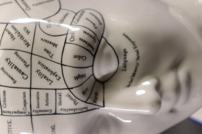 7 Piece Phrenology Lot