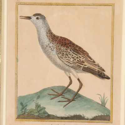 Pr Francois Martinet Birds, 18th C., col. Etching