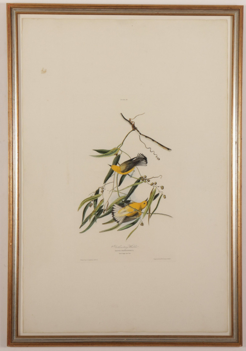 John J Audubon Prothonotary Warbler engraving