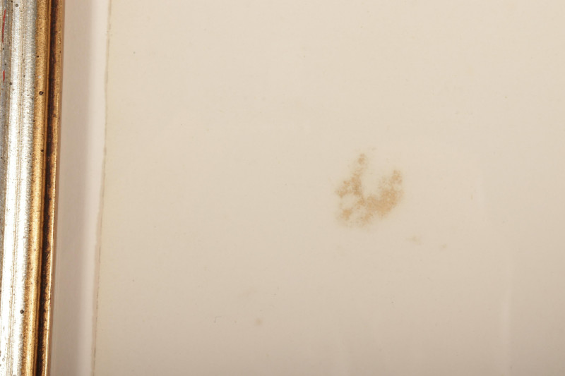 John J Audubon Prothonotary Warbler engraving
