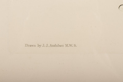 John J Audubon Prothonotary Warbler engraving