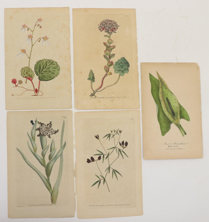18th19th C Botanical and Nautical prints