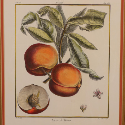 Two Hand Colored Botanical Lithographs