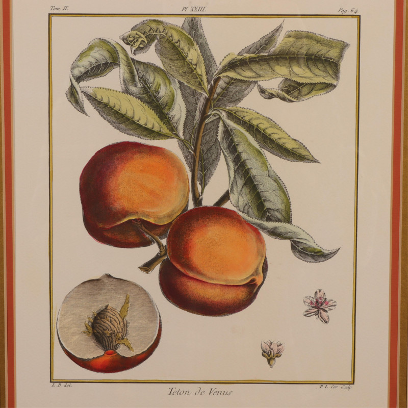 Two Hand Colored Botanical Lithographs