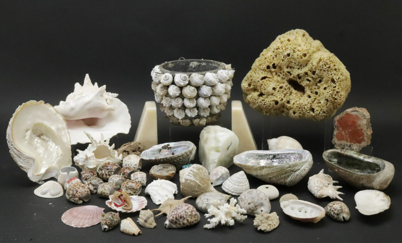 Large Collection of Shells Stones with Basket