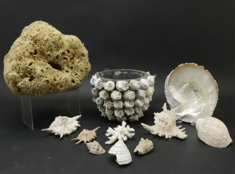 Large Collection of Shells Stones with Basket