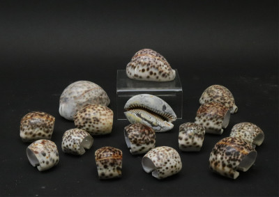 Large Collection of Shells Stones with Basket