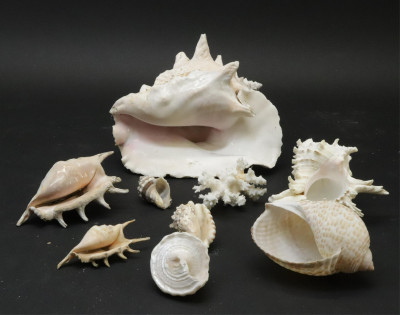 Large Collection of Shells Stones with Basket