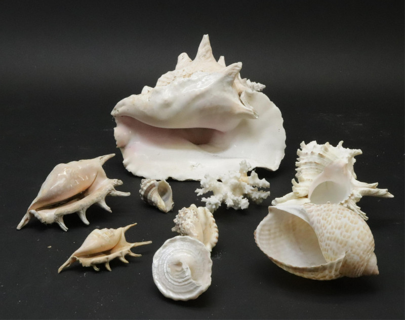 Large Collection of Shells Stones with Basket