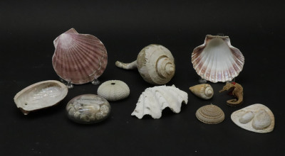 Large Collection of Shells Stones with Basket