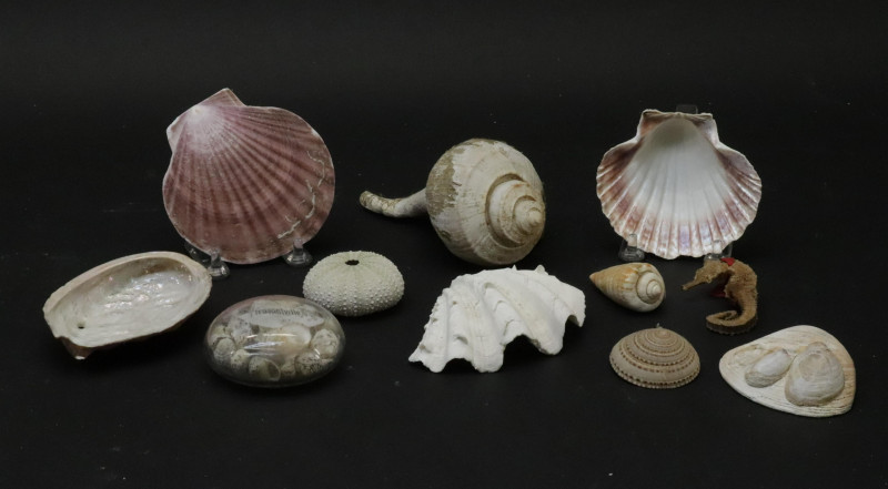 Large Collection of Shells Stones with Basket