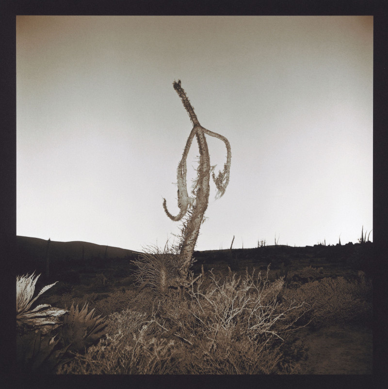Richard Misrach Boojum Tree