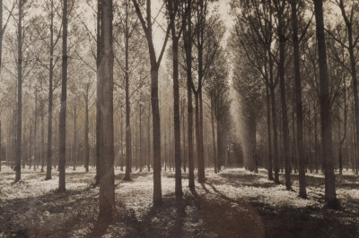 Two B&amp;W Photographs - Trees, Bridge Landscapes