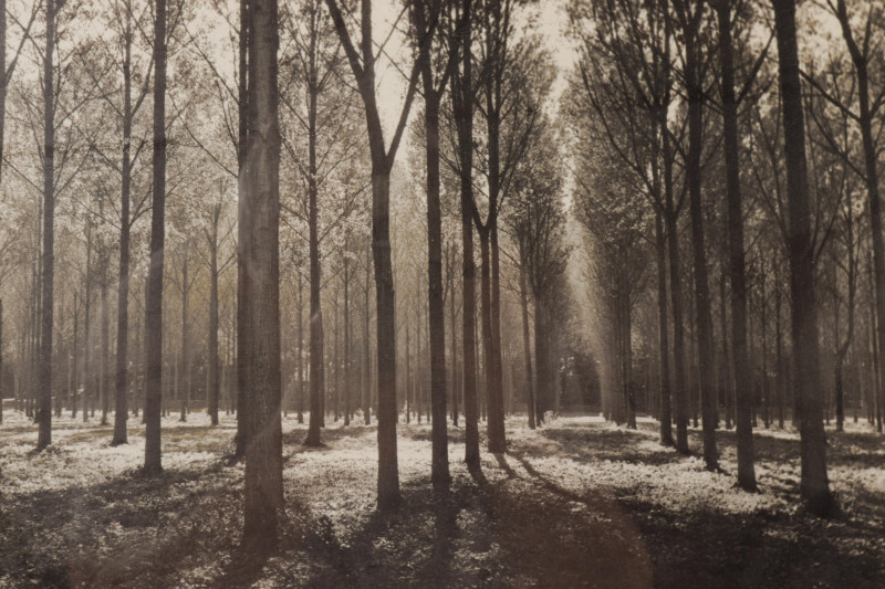 Two B&amp;W Photographs - Trees, Bridge Landscapes