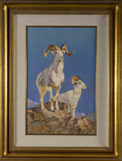 Carl Rungius - Dall Sheep