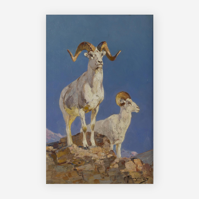 Carl Rungius - Dall Sheep