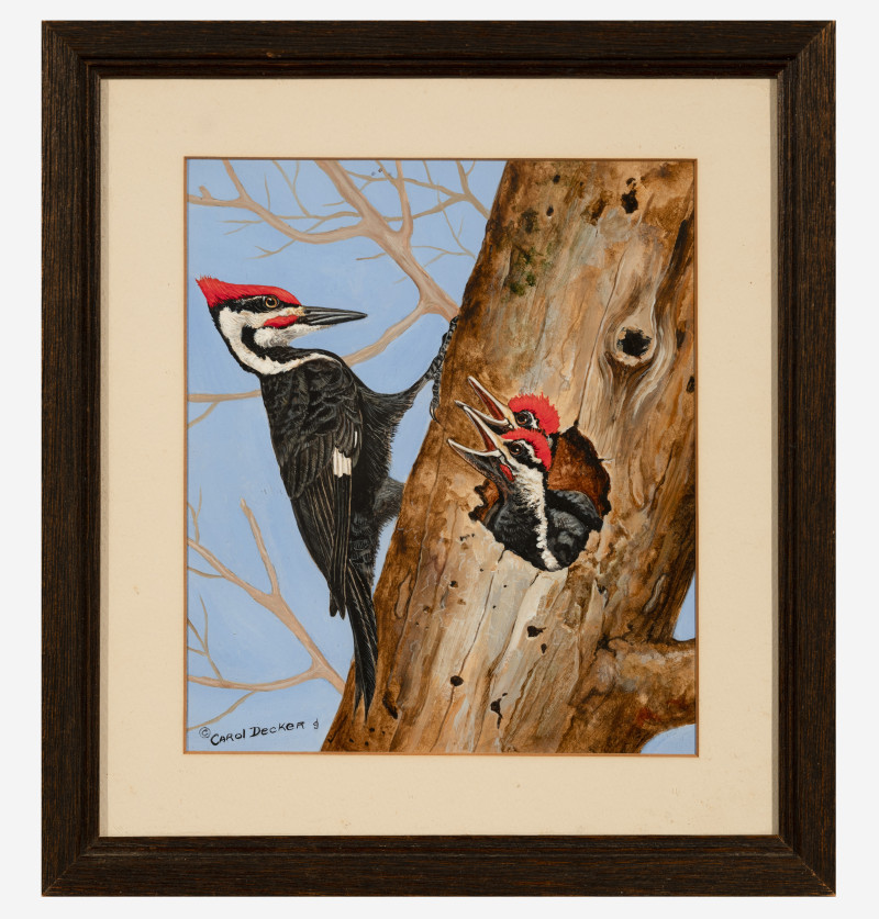 Carol Decker - Pileated Woodpecker