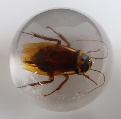 Group of Nature Themed Paperweights